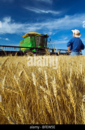Farmer looks out over his harvest ready winter wheat crop with his combine harvester in background near Winkler Manitoba Canada Stock Photo
