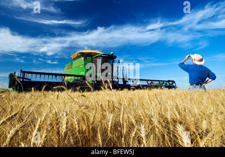 Farmer looks out over his harvest ready winter wheat crop with his combine harvester in background near Winkler Manitoba Canada Stock Photo