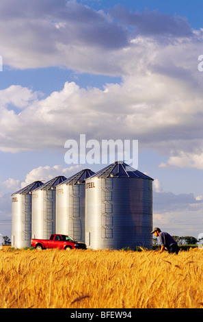 A farmer checks his mature winter wheat crop with grain storage bins in the background near Carey, Manitoba, Canada Stock Photo