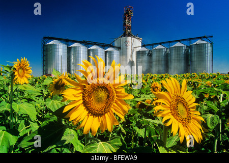 Sunflower (Helianthus annuus) field and inland grain terminal near Winnipeg, Manitoba, Canada Stock Photo