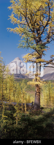 Mature tree of Larch (Larix lyallii) in fall colored subalpine valley with Pinnacle Mountain in background Larch Valley Banff Na Stock Photo