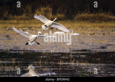 A pair of Trumpeter swans (Cygnus buccinator) taking flight over a pond, Vancouver Island, British Columbia, Canada