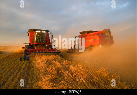 Two combines harvest swathed oats (Avena sativa) near Dugald, Manitoba, Canada Stock Photo