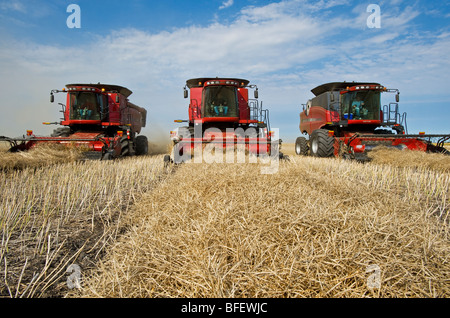 Three combine harvesters work in a canola field near Dugald, Manitoba, Canada