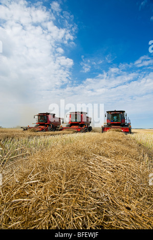 Three combine harvesters work in a canola field near Dugald, Manitoba, Canada