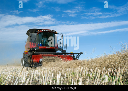 A combine harvester works in a canola field near Dugald, Manitoba, Canada Stock Photo