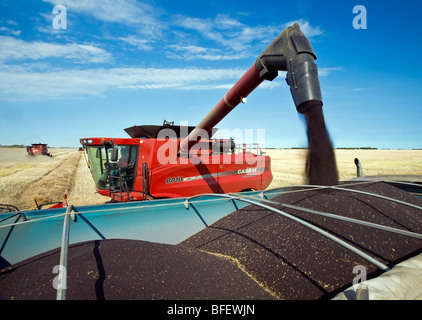 A combine unloads canola into a farm truck during the harvest near Dugald, Manitoba, Canada Stock Photo