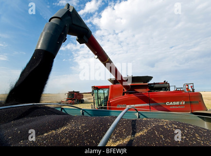 A combine harvester unloads canola into a farm truck during the harvest near Dugald, Manitoba, Canada Stock Photo