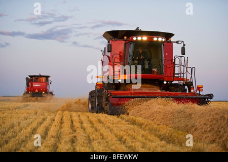 Two combines harvest spring wheat at dusk near Dugald, Manitoba, Canada Stock Photo