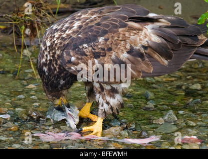 Bald eagle (Haliaeetus leucocephalus) feeding on remains of a salmon, Fish Creek, Tongass National Forest, Alaska, USA Stock Photo