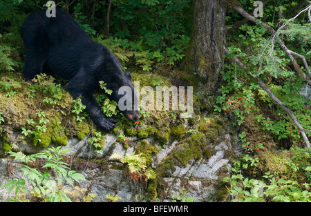 Adult Black bear (Ursus Americanus) stretching over edge of cliff to reach Bunchberries (Cornus suecica) Fish Creek Tongass Nati Stock Photo