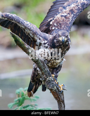 Bald eagle (Haliaeetus leucocephalus) perched on snag, Fish Creek, Tongass National Forest, Alaska, USA Stock Photo