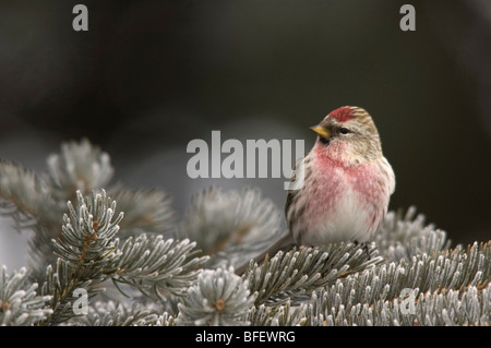 A male Common redpoll (Carduelis flammea) perched on frosty evergreen branches, Saskatchewan, Canada Stock Photo