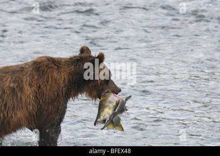 Grizzly Bear (Ursus arctos horribilis) Adult with Chum (Oncorhynchus keta) Salmon male. During Salmon Spawn in Costal areas griz Stock Photo