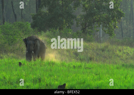 Elephant (Tusker) in Grassland Stock Photo