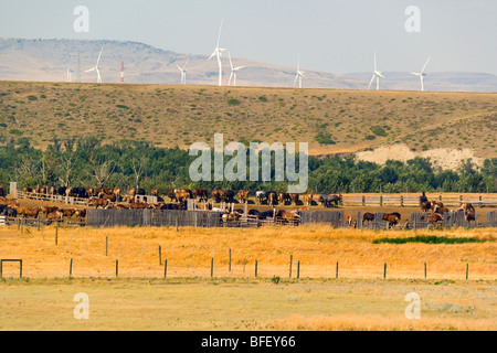 Work horses and Wiind turbines, Pincher Creek, Alberta, Canada, energy, Wind Energy, Alternate Energy Stock Photo