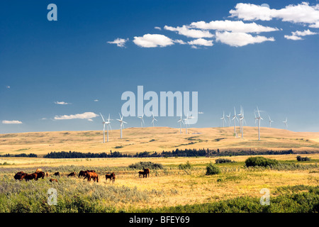 horses and Wiind turbines, Pincher Creek, Alberta, Canada, energy, Wind Energy, Alternate Energy Stock Photo