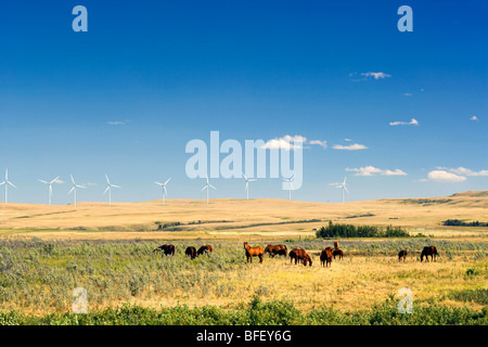 horses and Wiind turbines, Pincher Creek, Alberta, Canada, energy, Wind Energy, Alternate Energy Stock Photo