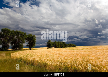 Thunder Storm near Crowfoot Ferry, Alberta, Canada, weather, grain, trees, Agriculture Stock Photo