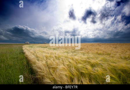 Thunder storm moving over grain field, Ridge Road 221, Alberta, Canada, weather, cloud, truck, car, agriculture Stock Photo