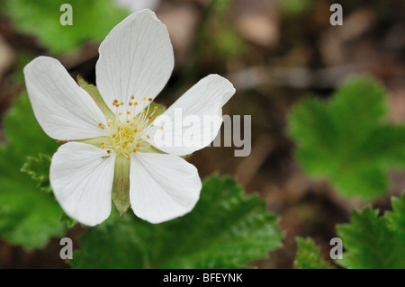 A flower of a cloudberry with its characteristic 5 white flakes and orange pollen. Stock Photo