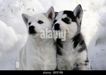 Six week old purebred Siberian Husky puppies in snow at Bright Angel Park, Cowichan Station, BC.  Model releae, Amber Lassooij) Stock Photo