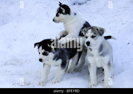 Six week old purebred Siberian Husky puppies in snow at Bright Angel Park, Cowichan Station, BC.  Model releae, Amber Lassooij) Stock Photo