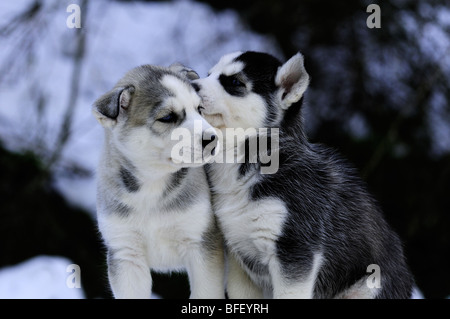 Six week old purebred Siberian Husky puppies in snow at Bright Angel Park, Cowichan Station, BC.  Model releae, Amber Lassooij) Stock Photo