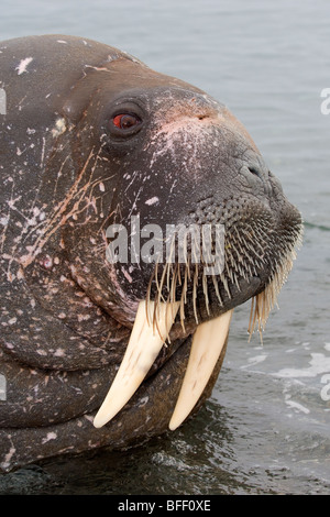 Adult male Atlantic walrus (Odobenus rosmarus rosmarus), Svalbard Archipelago, Arctic Norway