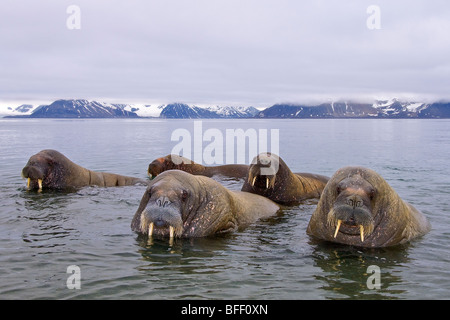 Adult male Atlantic walruses (Odobenus rosmarus rosmarus), Svalbard Archipelago, Arctic Norway