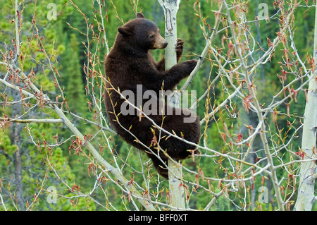 Chocolate-coloured American black bear (Ursus americanus) feeding on aspen catkins, Rocky Mountains, western Alberta, Canada Stock Photo