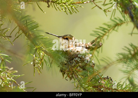 Incubating female rufous hummingbird (Selasphorus rufus), Rocky Mountains, Jasper National Park, Alberta, Western Canada Stock Photo
