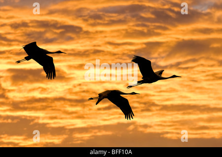 Sandhill cranes (Grus americana), central Florida, U.S.A. Stock Photo
