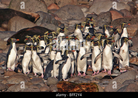 Northern Rockhopper Penguin group, Eudyptes moseleyi, endemic, endangered, Gough Island, South Atlantic Ocean. Stock Photo