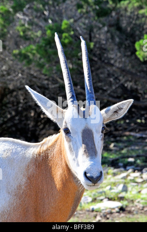 Young Scimitar Horned Oryx (Oryx dammah) Stock Photo