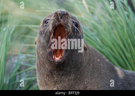 Antarctic Fur Seal, Arctocephalus gazella, roaring, South Georgia, South Atlantic Ocean.