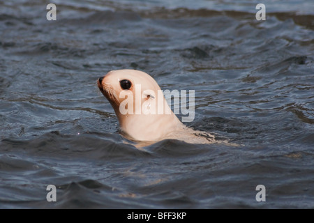 Leucistic Antarctic Fur Seal pup, Arctocephalus gazella, South Georgia, South Atlantic Ocean. Stock Photo