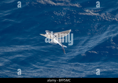 Flying Fish Species in mid air, scientific name unknown, South Atlantic Ocean. Stock Photo