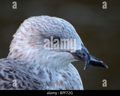 Juvenile Herring Gull, Larus argentatus, with a deformed beak. Stock Photo