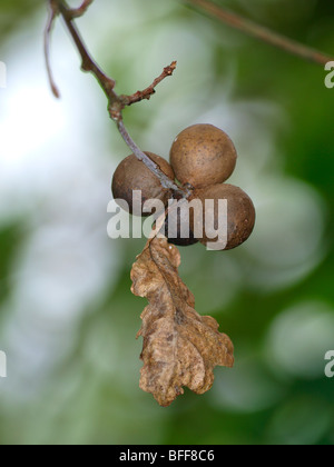 Oak Marble Gall, Andricus kollari, caused by a tiny gall wasp Stock Photo