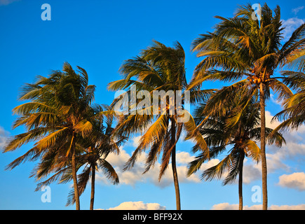 Three palm tree tops in a row, set against blue sky Stock Photo