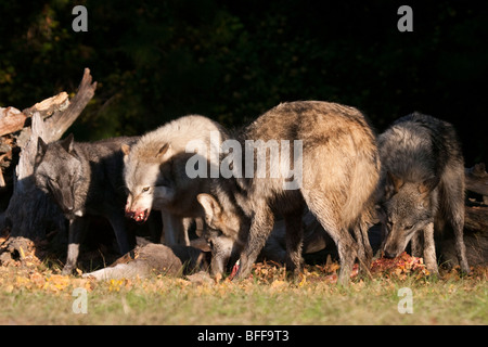 Wolf pack consuming a deer carcass, one wolf snarling at the others. Stock Photo