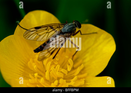 Hover Fly (thought to be Sphaerophoria scripta) feeding on Meadow Buttercups in Spring. England, UK. Stock Photo