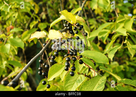 Bird cherry ordinary  Padus avium. Stock Photo