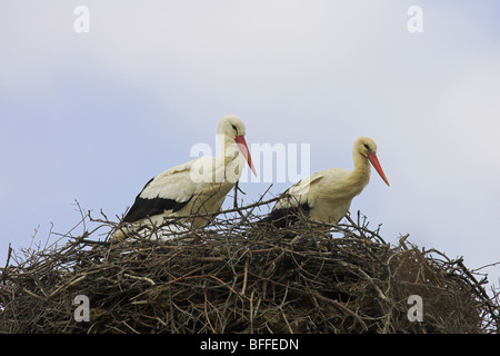 White Stork's Ciconia ciconia stood on giant nest at Skala Polichnitos, Lesvos, Greece in April. Stock Photo