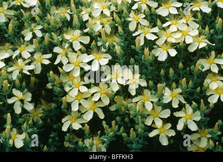 Close up of pale yellow St.John's wort in full flower. Stock Photo