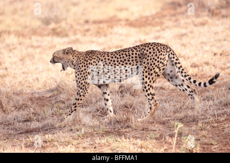 cheetah Acinonyx jubatus in Masai Mara Kenya Stock Photo