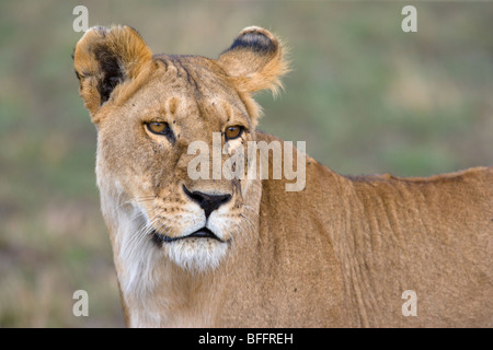 Female, African Lion, Panthera leo, standing. Masai Mara National Reserve, Kenya. Stock Photo