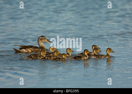 Mallard female and ducklings  (Anas platyrhynchos)  Saskatchewan, Canada Stock Photo