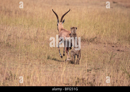 yearling cheetah Acinonyx jubatus attacking adult Grant's gazelle in Masai Mara Kenya